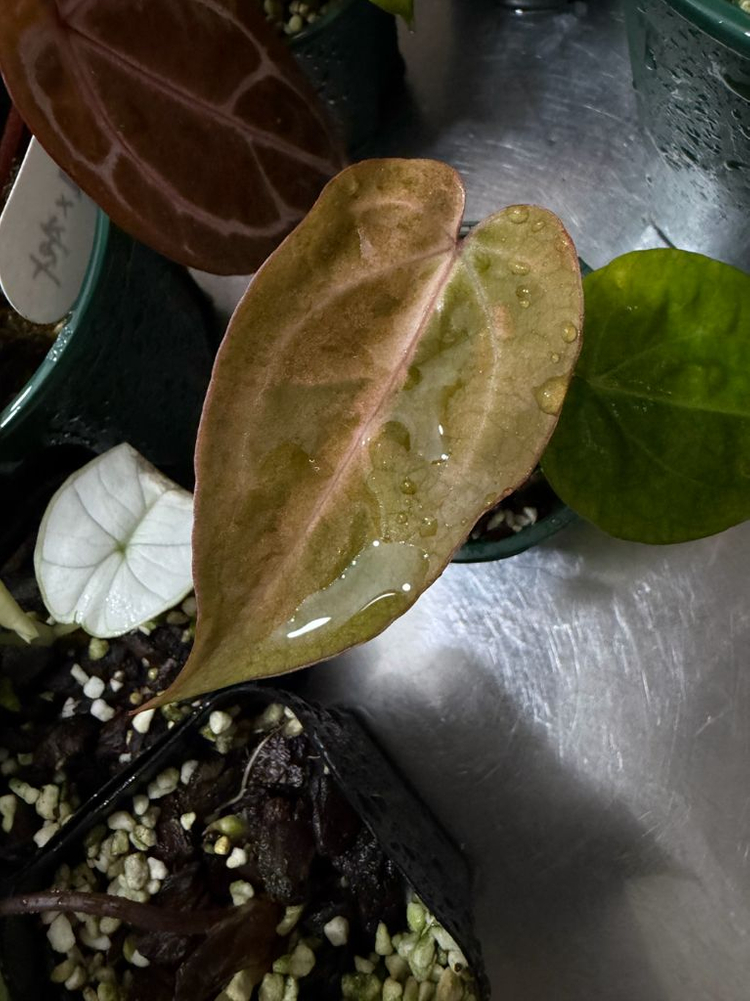 안스리움 에오스 x 블랙위도우미쉘--5