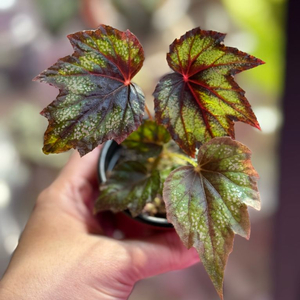 몽고메리 베고니아