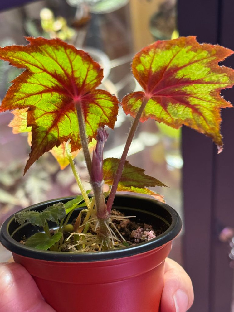 몽고메리 베고니아--1