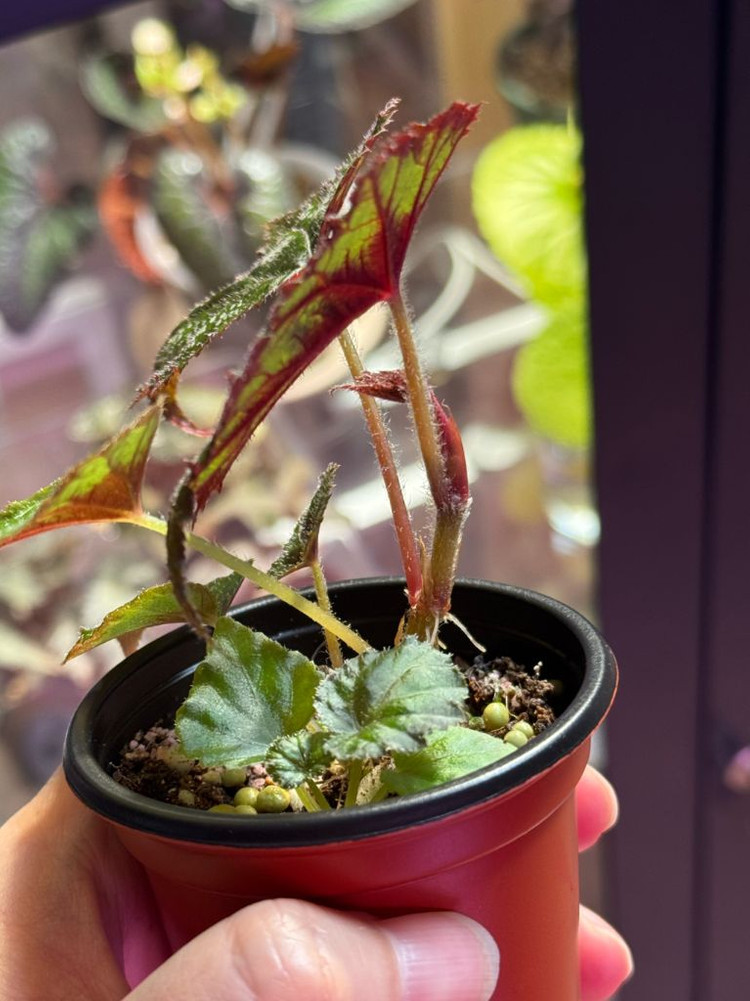 몽고메리 베고니아--2