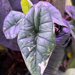 알로카시아 비스마 플래티넘 바리에가타