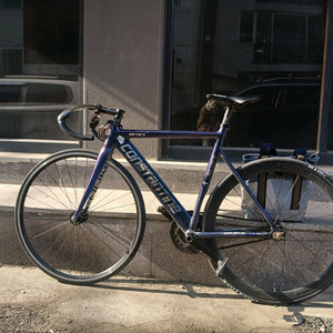 급처 콘스탄틴 버나드 카멜레온 2024 픽시 판매/대차