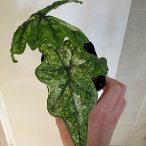 알로카시아 미스틱 바리에가타