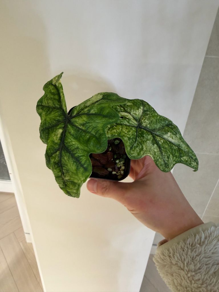 알로카시아 미스틱 바리에가타--5