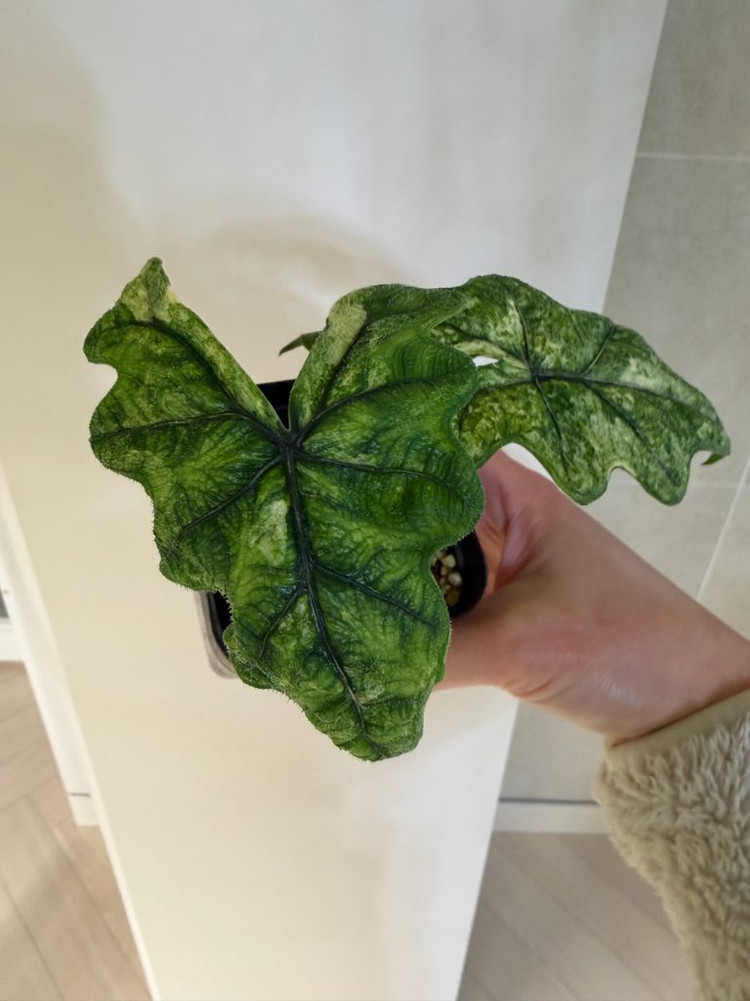 알로카시아 미스틱 바리에가타--6