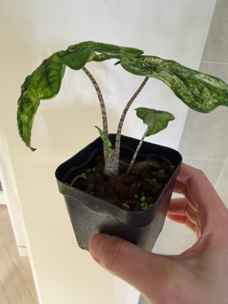 알로카시아 미스틱 바리에가타--7