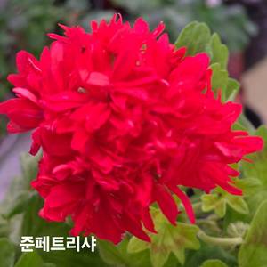 준페트리샤 스텔라 제라늄