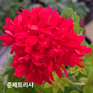 준페트리샤 스텔라 제라늄