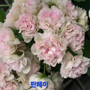 판페이 중국제라늄