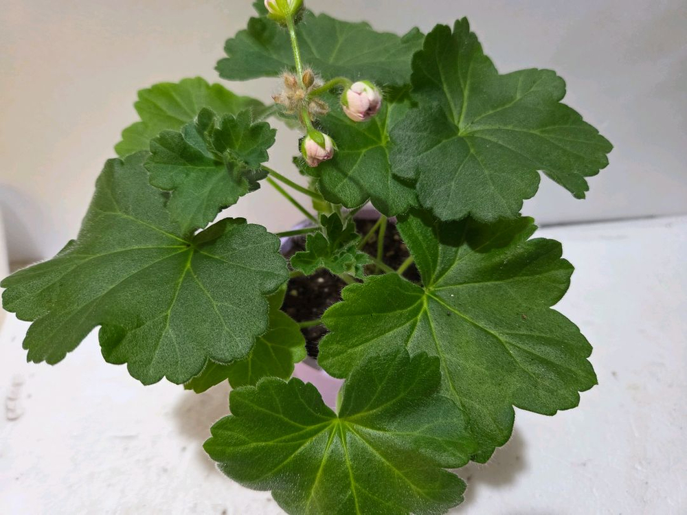 판페이 중국제라늄--1