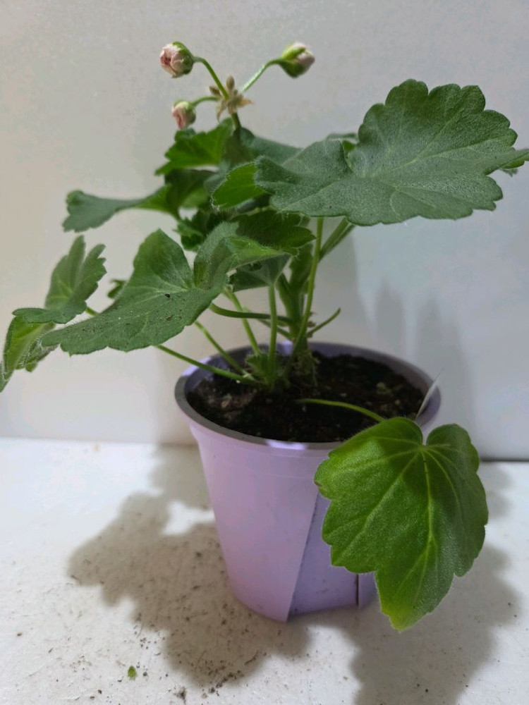 판페이 중국제라늄--2