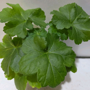 UV보니타 러시아제라늄