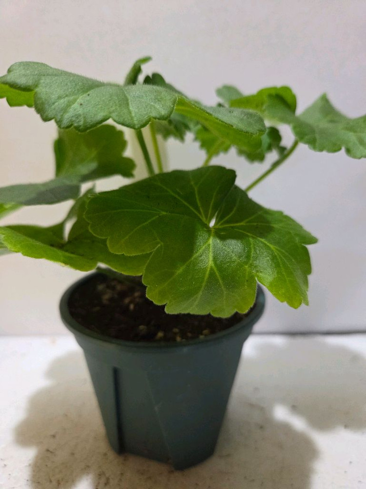 UV보니타 러시아제라늄--1