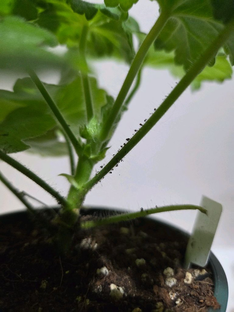 UV보니타 러시아제라늄--2