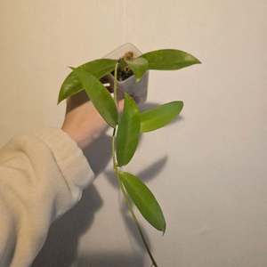 호야 푸비칼릭스 핑크드래곤