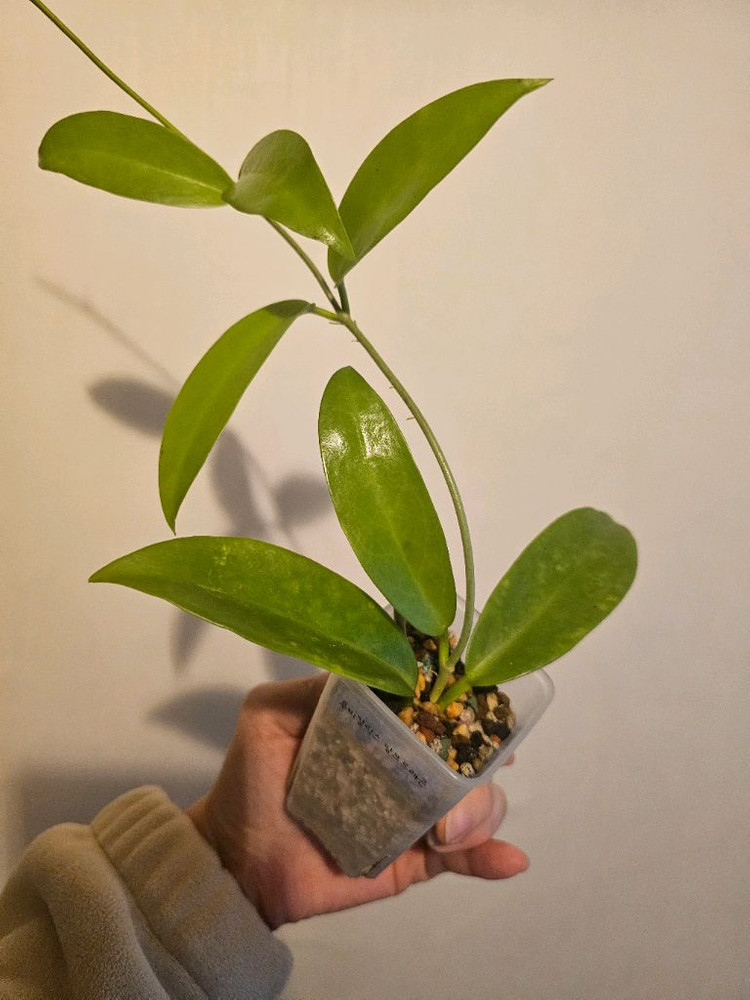 호야 푸비칼릭스 핑크드래곤--2