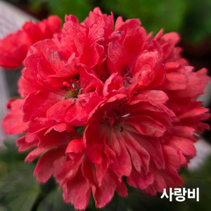 사랑비 스텔라 제라늄