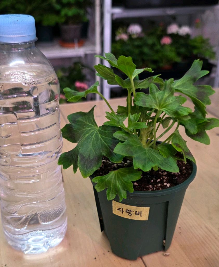 사랑비 스텔라 제라늄--1