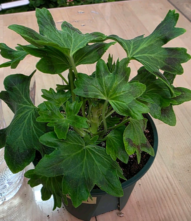 사랑비 스텔라 제라늄--2