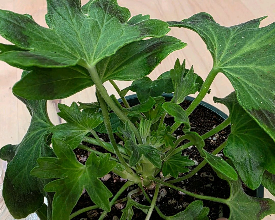 사랑비 스텔라 제라늄--3