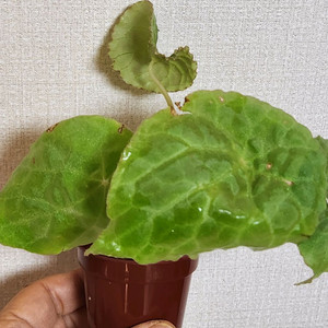 동글동글베고니아 푸토엔시스 1