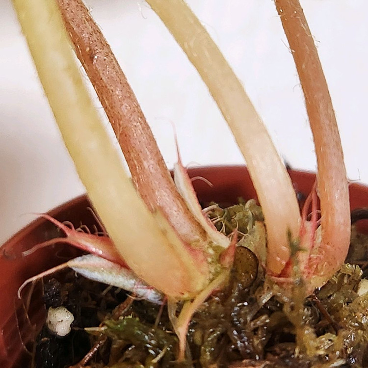 동글동글베고니아 푸토엔시스 1--3