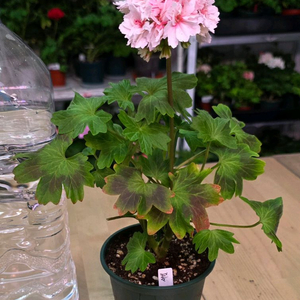 블루밍셔벗 스텔라 제라늄