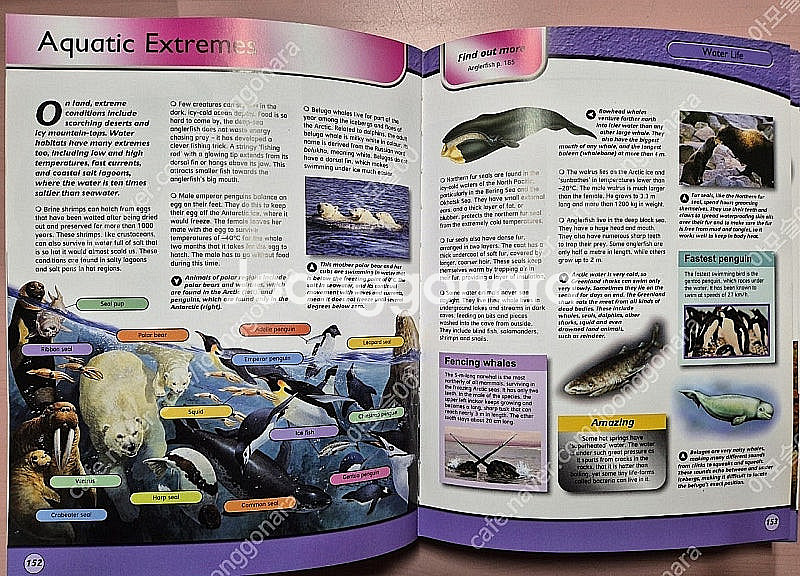 영어원서 마일즈 켈리(Miles Kelly) 4권 택포--3