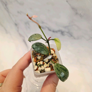 호야 라쿠노사 설카타 5번