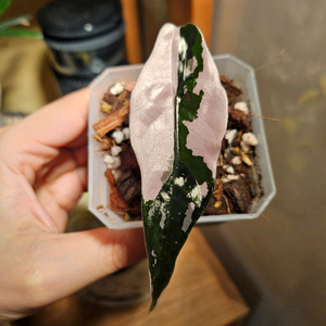 알로카시아 찬트리에 핑크바리에가타 분양합니다