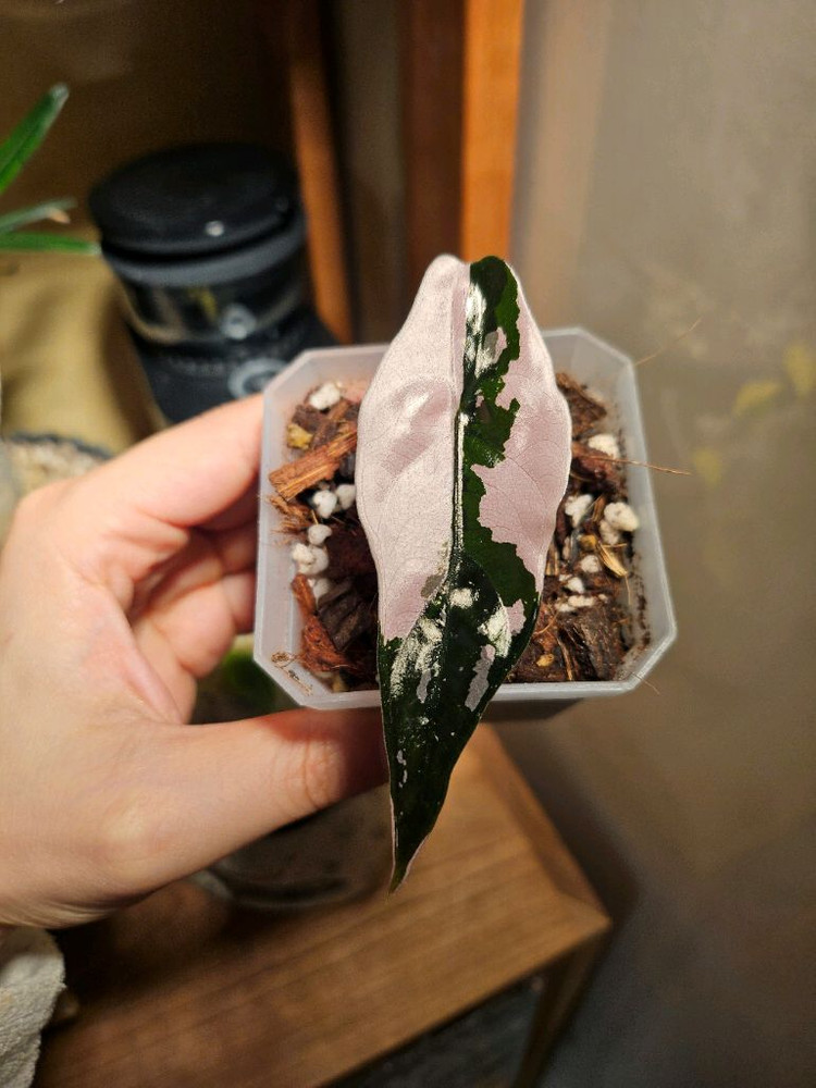 알로카시아 찬트리에 핑크바리에가타 분양합니다--1