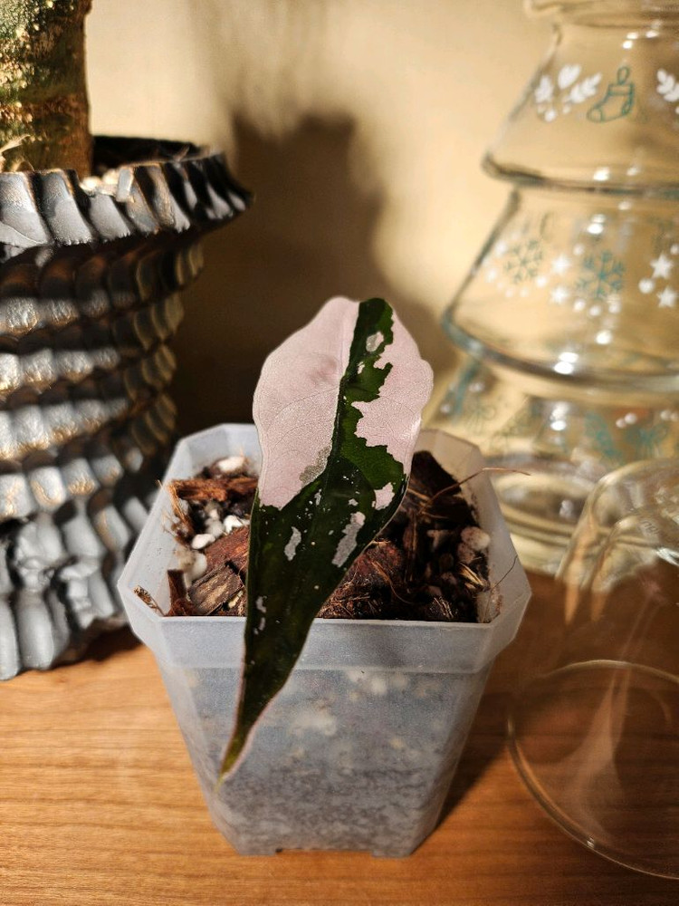 알로카시아 찬트리에 핑크바리에가타 분양합니다--2