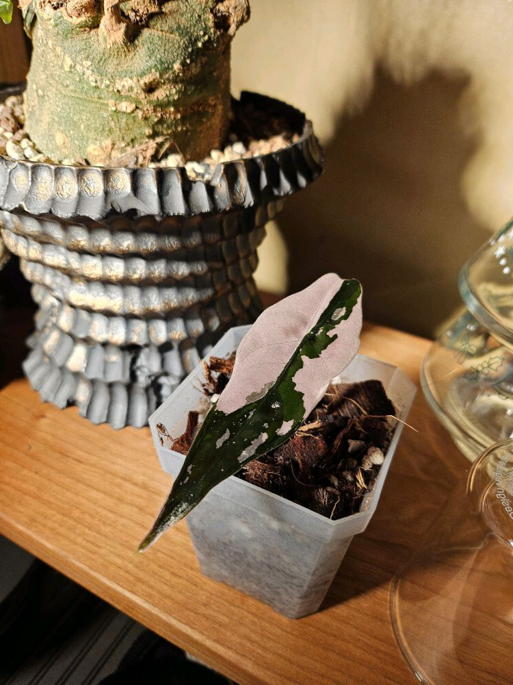 알로카시아 찬트리에 핑크바리에가타 분양합니다--3