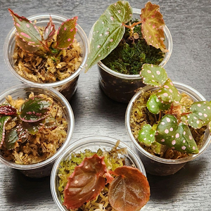 예쁜핑크로만!)) 베고니아 5종일괄