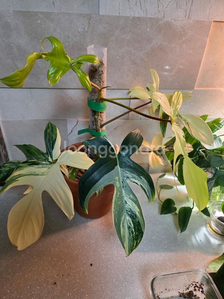 필로덴드론 플로리다 뷰티바리에가타.에피스시아 덤. 에피스시아 에메랄드벨벳 덤--6