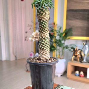 파인애플 선인장 괴마옥