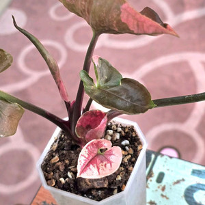 싱고니움 핑크쥬얼리