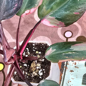 필로덴드론 핑크프린세스