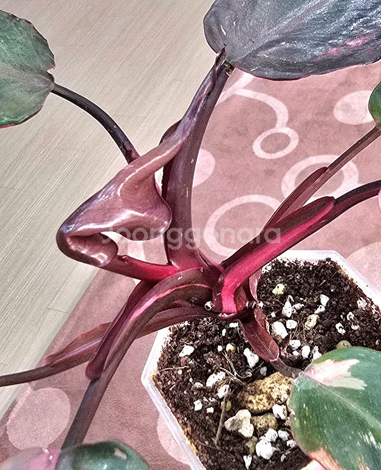 필로덴드론 핑크프린세스--1