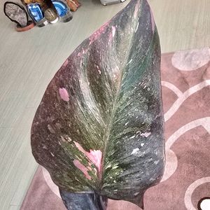 필로덴드론 핑크프린세스 마블 갤럭시