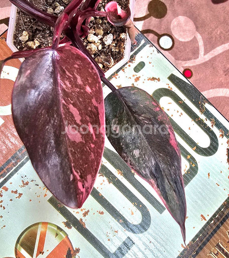 필로덴드론 핑크프린세스 마블 갤럭시--1