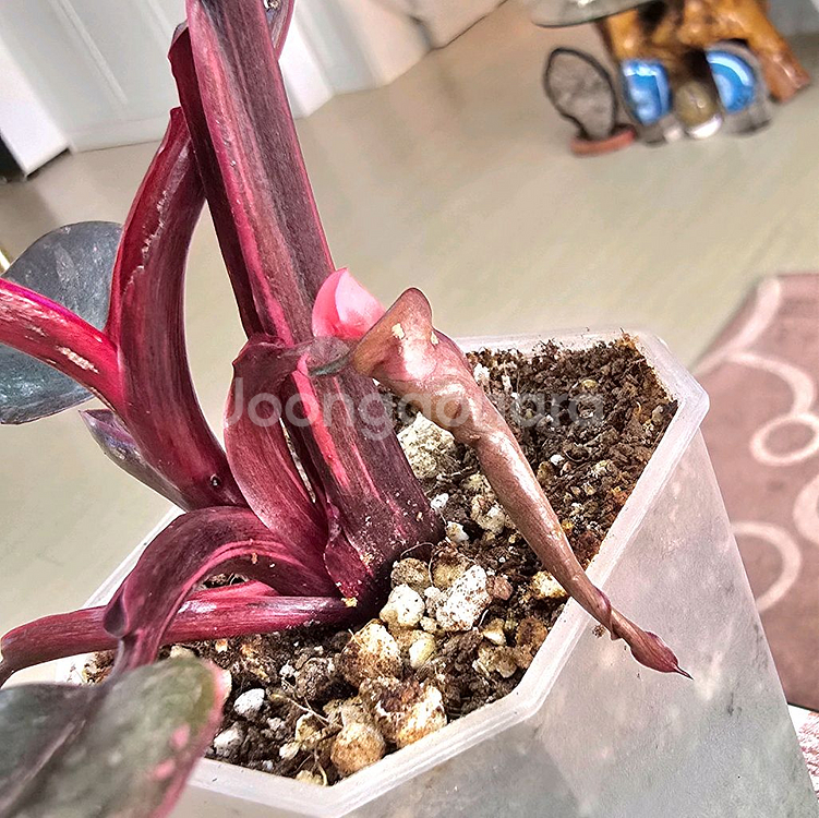 필로덴드론 핑크프린세스 마블 갤럭시--2