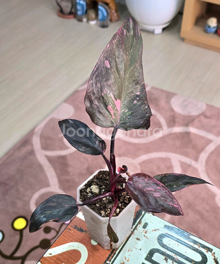 필로덴드론 핑크프린세스 마블 갤럭시--3