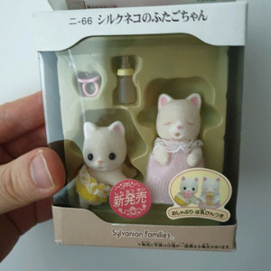 실바니안 올드 아기고양이