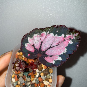 베고니아 홀리데이