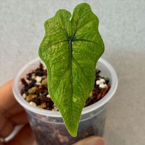 알로카시아 잭클린 미스틱