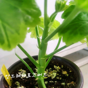 제라늄. 로즈버드안드레아