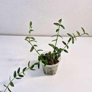 호야 엔글러리아나