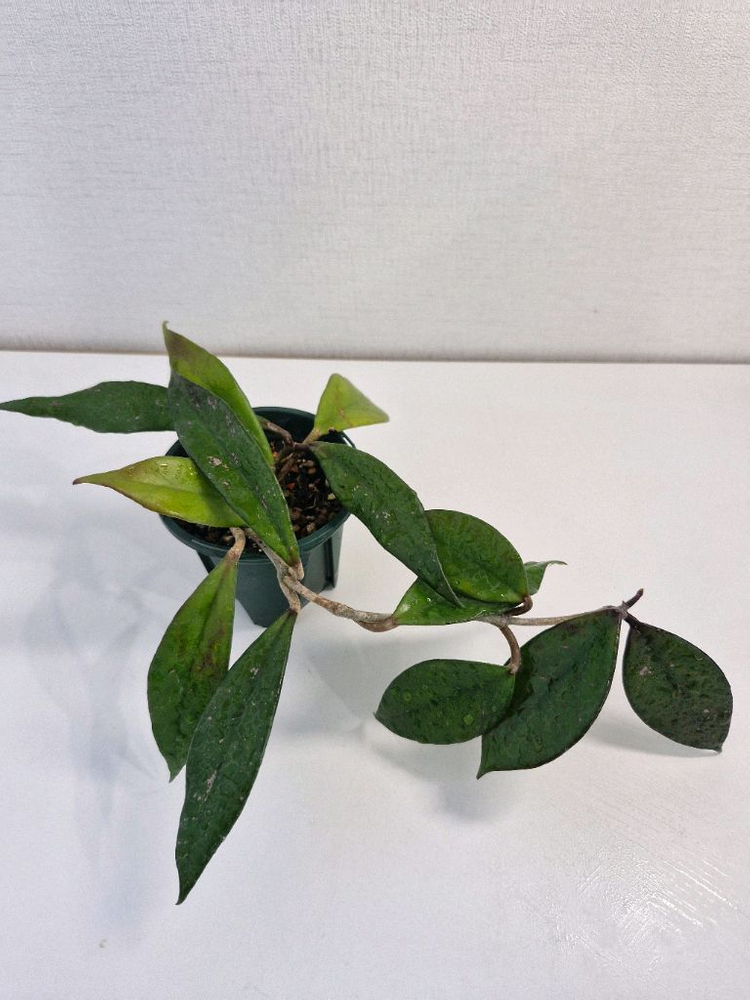 호야 카노사 다크레드--1