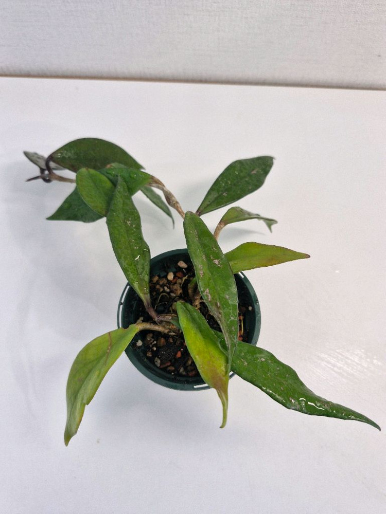 호야 카노사 다크레드--2